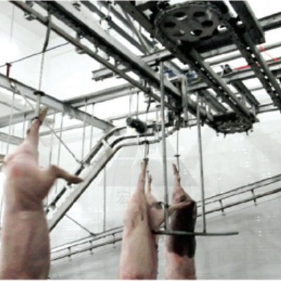 This equipment is used to suspend and convey live pigs or pig carcasses, and complete the operations of stabbing (manually completed), bleeding and carcass cleaning (with pre-cleaning machine) during the conveying process, so as to prepare for the subsequent scalding, depilation, pre-skinning and other processes. Suitable for large-scale slaughtering and processing plants.